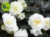 biała begonia